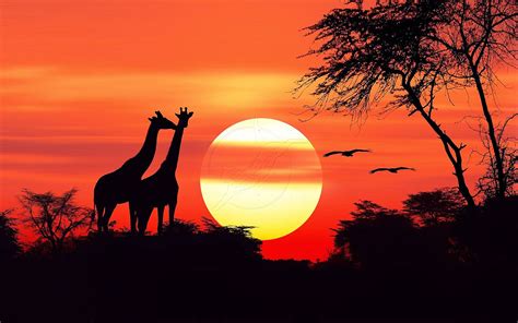 African Sunset Betsson