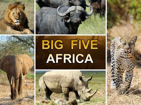 Big 5 Africa Brabet