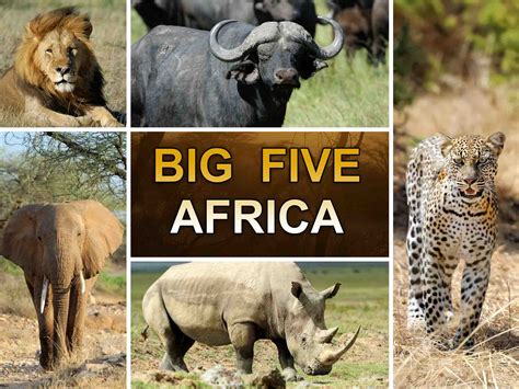 Big 5 Africa Leovegas