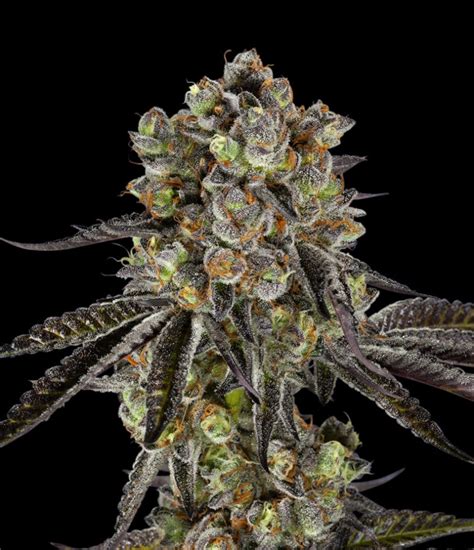 Blackjack Cannabis Crescer