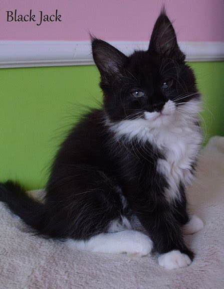 Blackjack Maine Coons