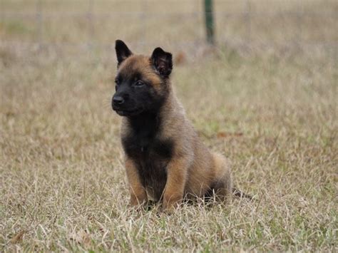 Blackjack Malinois Mississippi