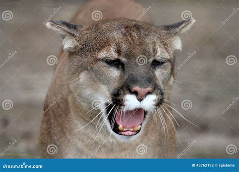 Cougar Roar Brabet