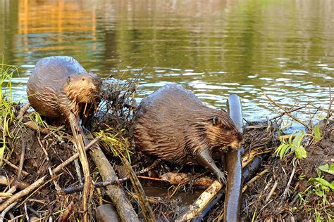 Dam Beavers Bodog