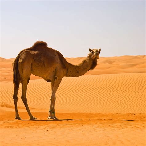 Desert Camel Bodog