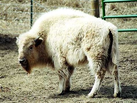 Folklore Of White Buffalo Sportingbet