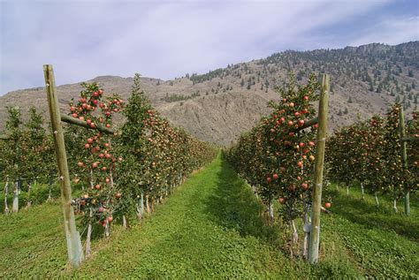 Fruit Farm Bodog