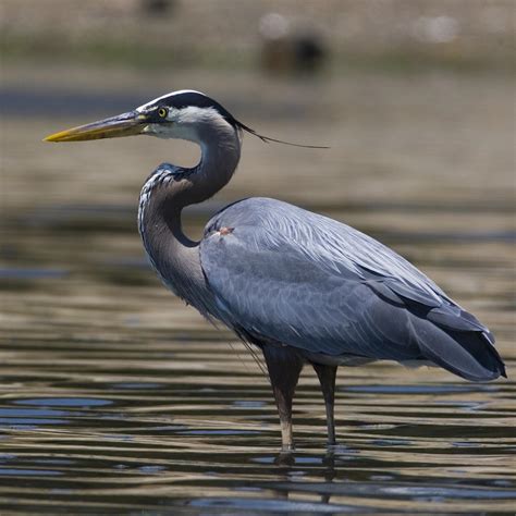 Great Blue Parimatch