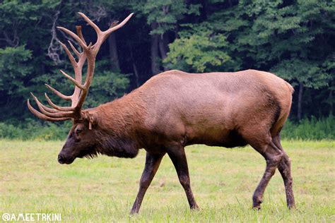Great Wild Elk Bwin