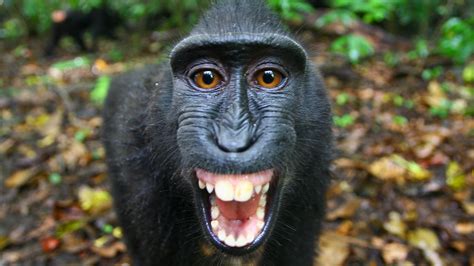 Jogue Funny Monkey Online