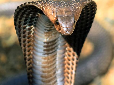 King Cobra Bwin