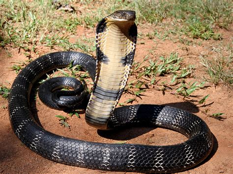 King Cobra Netbet