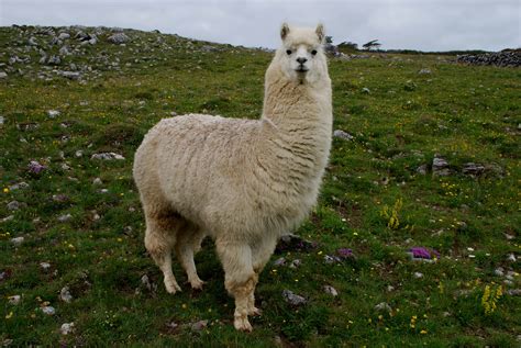 Lama Glama Parimatch