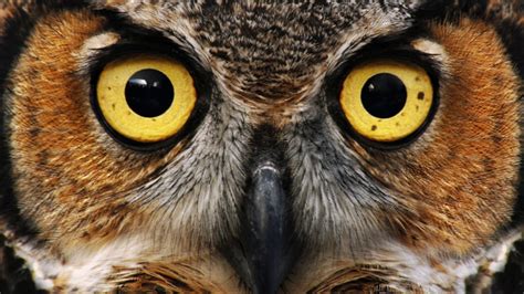 Owl Eyes Nova Bwin