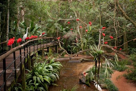 Parque Das Aves Montecasino Vezes