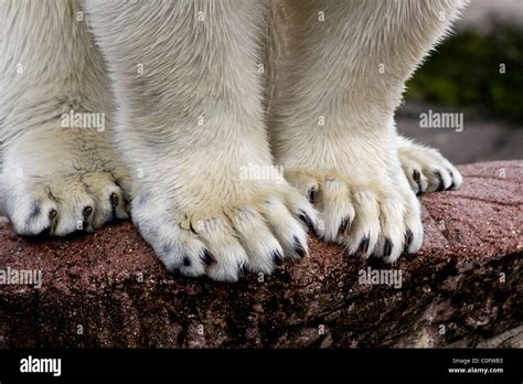 Polar Paws Betsul