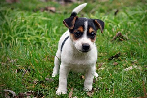 Preto E Tan Jack Russell Historia