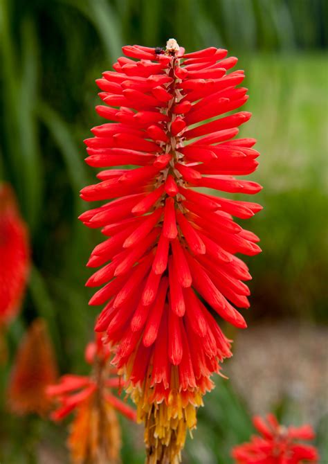 Red Hot Poker Planta De Divisao