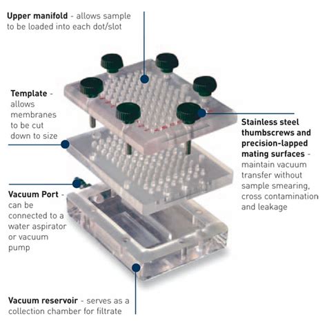 Slot Blot Protocolo De Ensaio