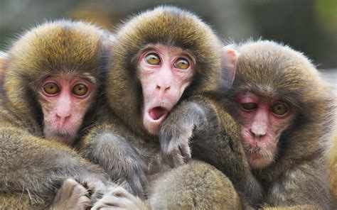 Three Monkeys Brabet