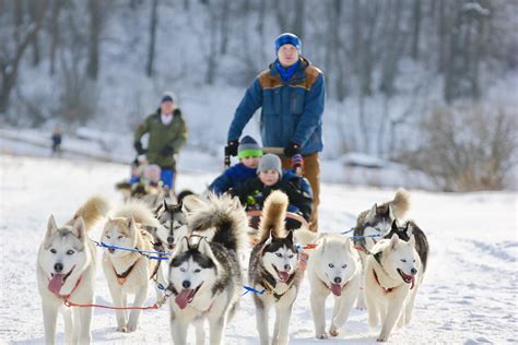 Traineau Uma Roleta Despeje Husky