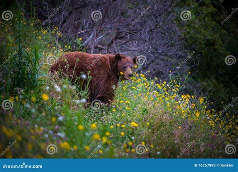 Urso Preto Casino California