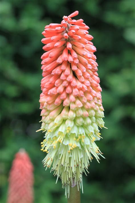 Vermelho Poker Planta