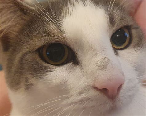 White Nose Cat Leovegas